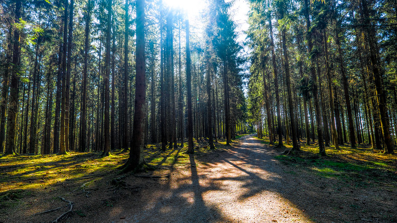 10 myths about net-zero targets and carbon offsetting,&nbsp;busted